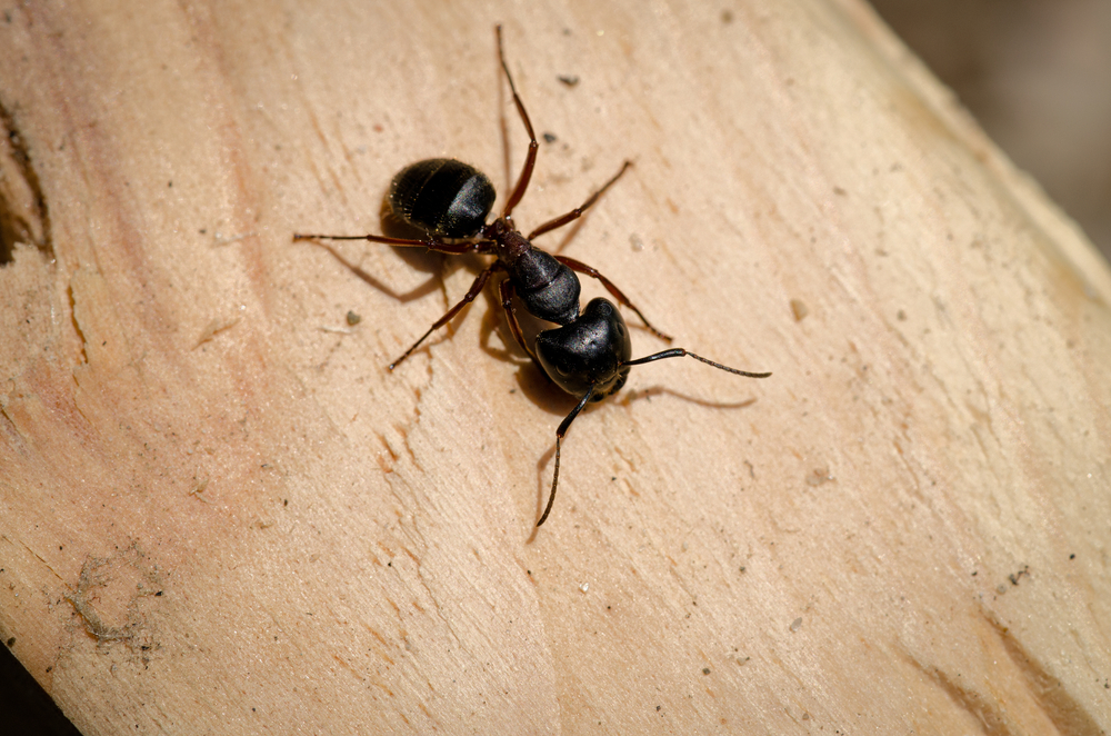 Close-up of a carpenter ant on a piece of wood.