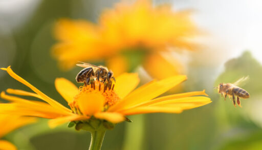 Close-up of a honeybee collecting pollen from a yellow flower while another flies nearby.