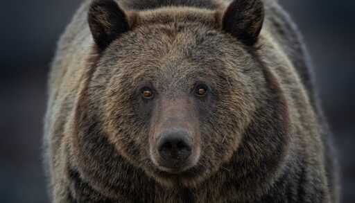 Close-up of a grizzly bear looking directly at the camera.