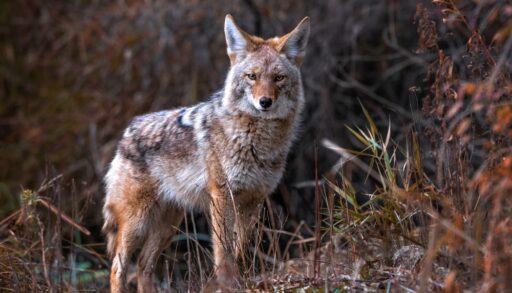 Wild coyote standing in a brown field.