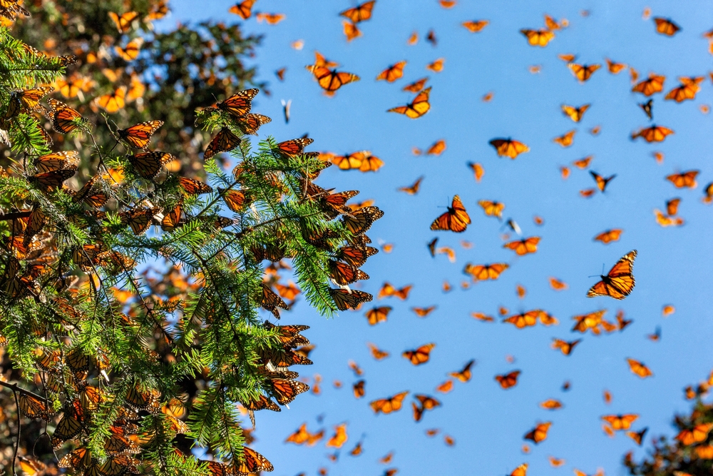 Monarch butterflies migrating across a blue sky.