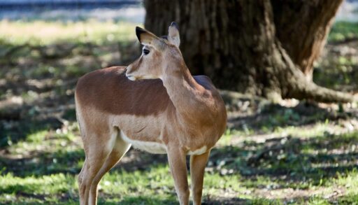 Female deer looking over her shoulder.