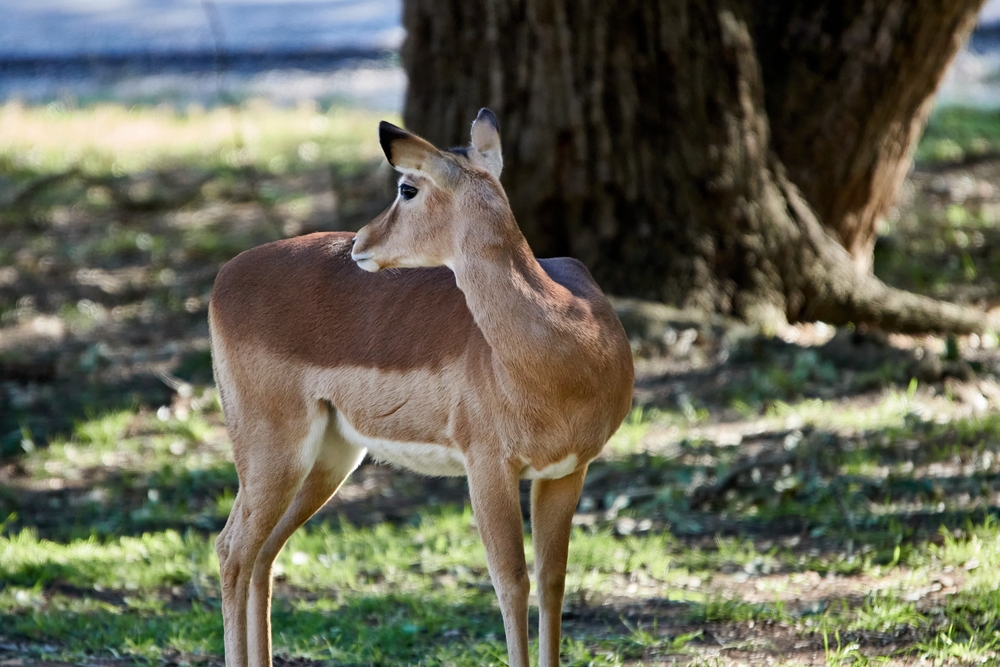 Female deer looking over her shoulder.