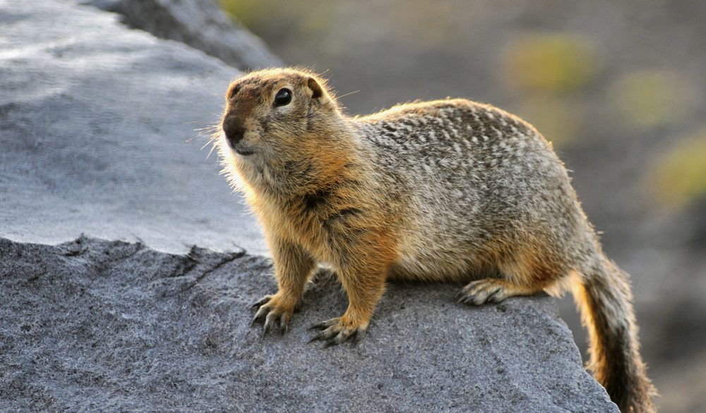 Close-up of an Arctic ground squirrel standing on a rock.