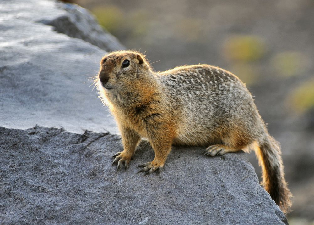 Close-up of an Arctic ground squirrel standing on a rock.