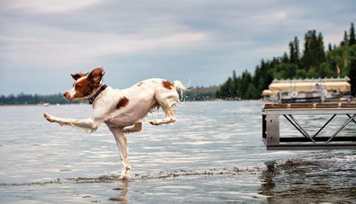 dog jumping off dock