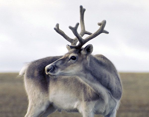 Peary caribou
