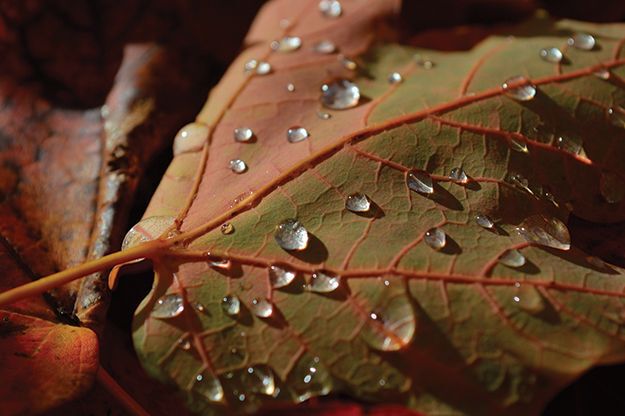 2nd Place: Photos by Kids