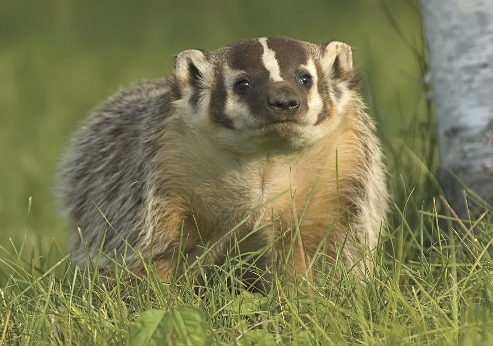 American badger