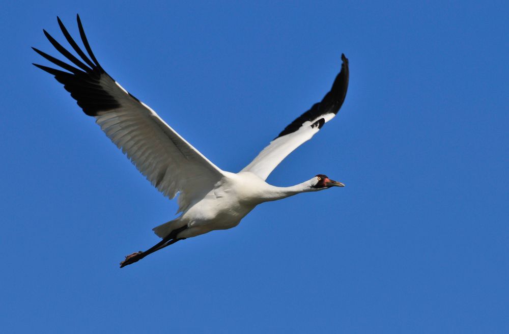 Whooping crane