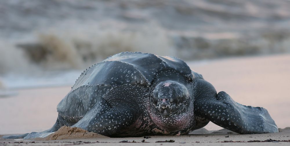 Leatherback sea turtle