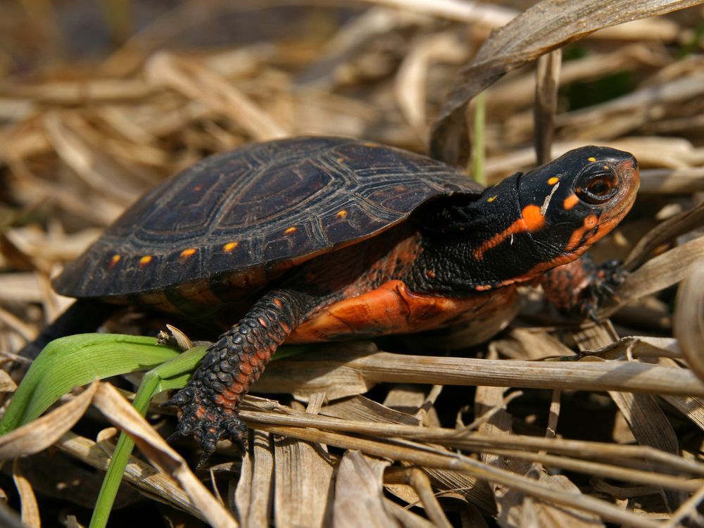 Spotted turtle