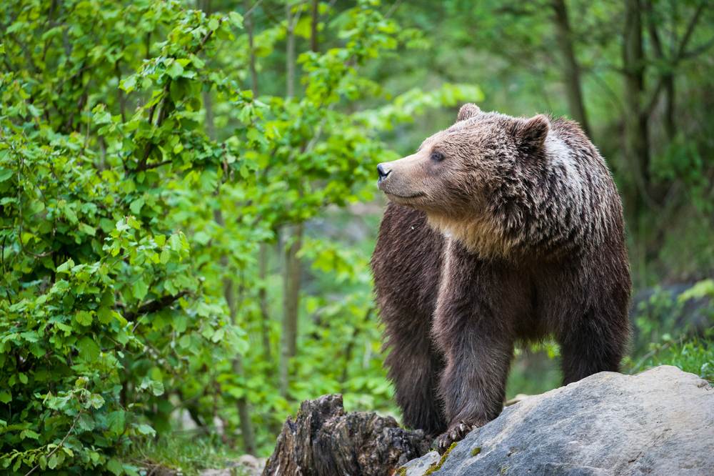 Close-up of a grizzly bear in a forest standing on a rock.