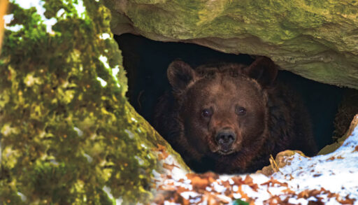 Close-up of a brown bear peering out of its den.