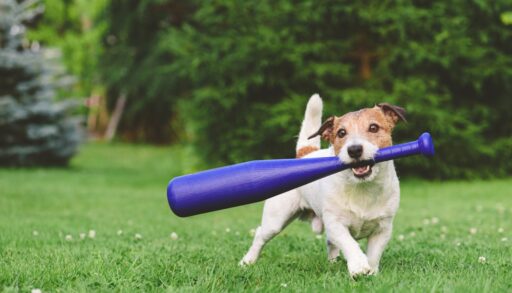 Jack Russell Terrier holding a purple baseball bat.