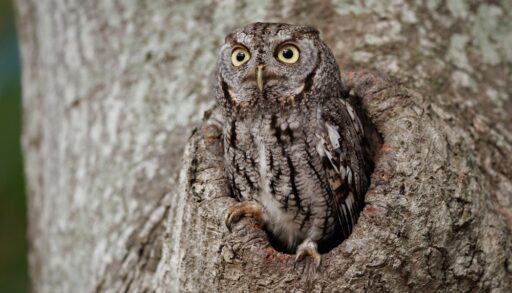 Close-up of a screech owl coming out of a tree.