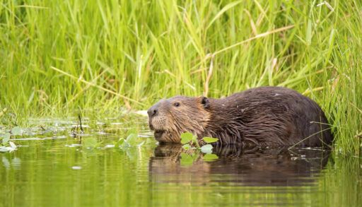 Close-up of a beaver among green grass.