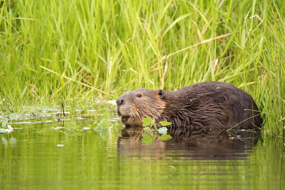 Close-up of a beaver among green grass.