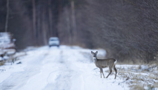 Roe deer standing next to a road in winter with a car in the background.