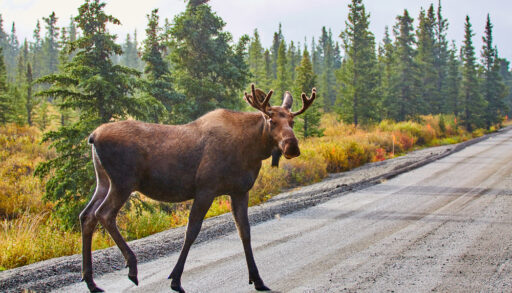 Moose crossing a road running through a forest.