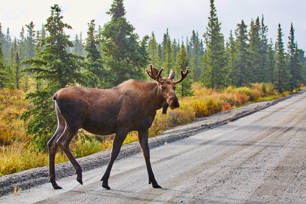 Moose crossing a road running through a forest.