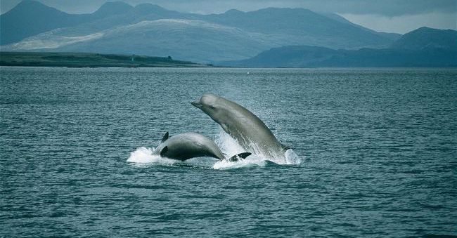 Northern bottlenose whale