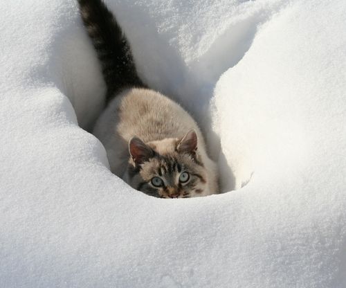 Cats react to snow