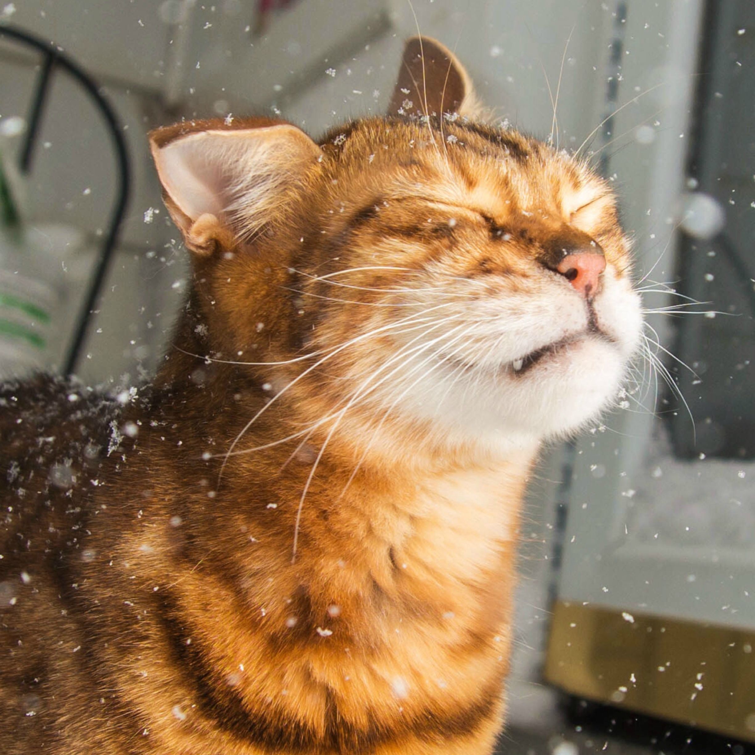 Cats react to snow