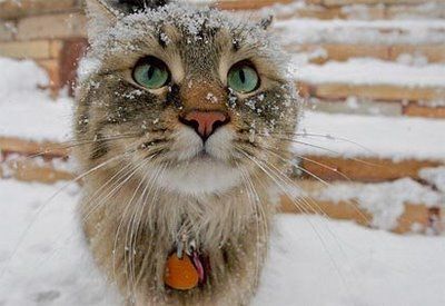 Cats react to snow