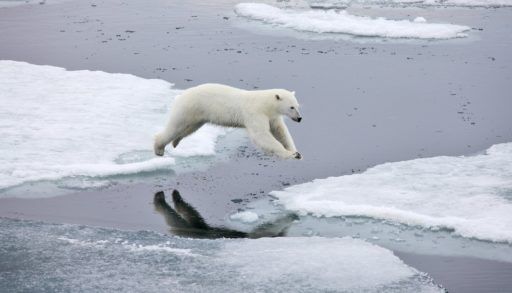 Polar bear jumping across water to a sheet of ice.