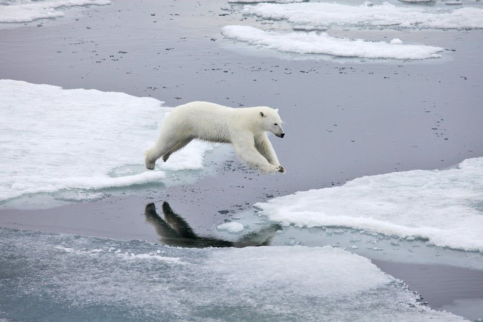 Polar bear jumping across water to a sheet of ice.