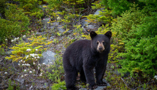 Young black bear standing on a rock in a green forest.