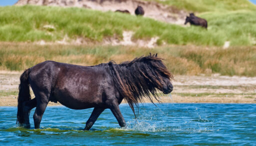 Black, wild horse standing in water around Sable Island, Nova Scotia.