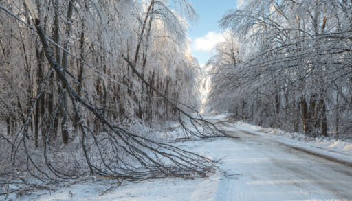 Broken trees along a road following a winter storm.
