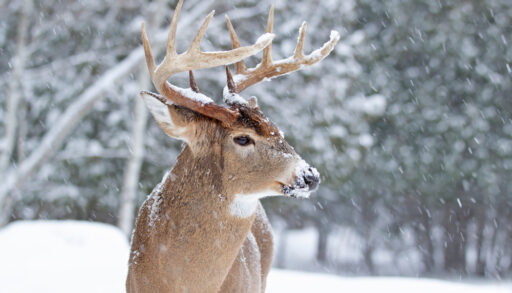 Close-up of a white-tailed buck standing in a snowy forest.