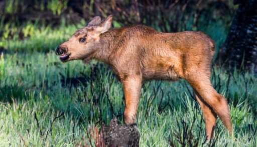 Close-up of a young moose in a forest.