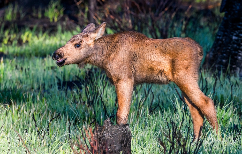 Close-up of a young moose in a forest.