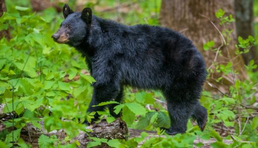 Close-up of a black bear in a forest.