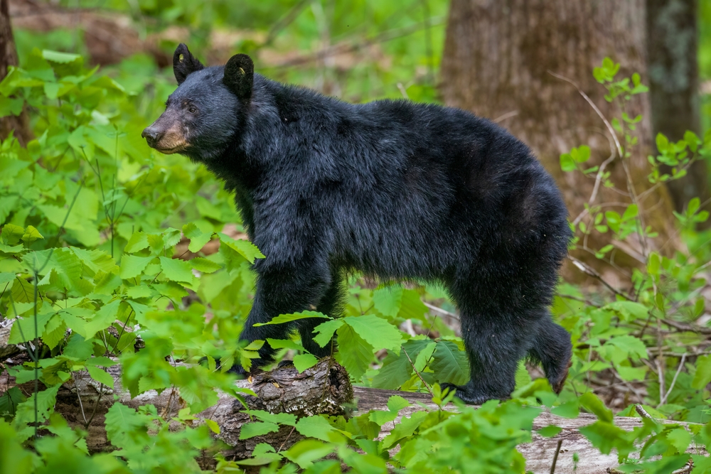 Close-up of a black bear in a forest.
