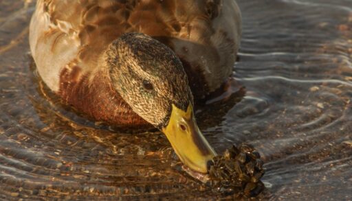 Female mallard duck standing in shallow water eating a cluster of shells.