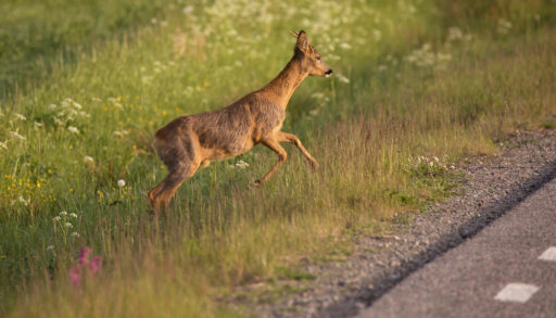 Close-up of a roe deer walking near a road.