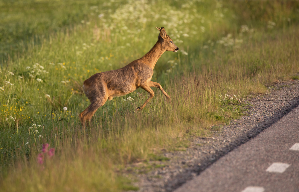 Close-up of a roe deer walking near a road.