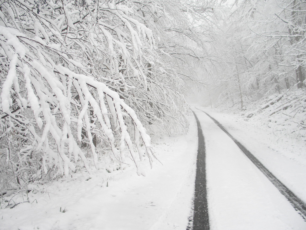 Country road surrounded by trees covered in snow.