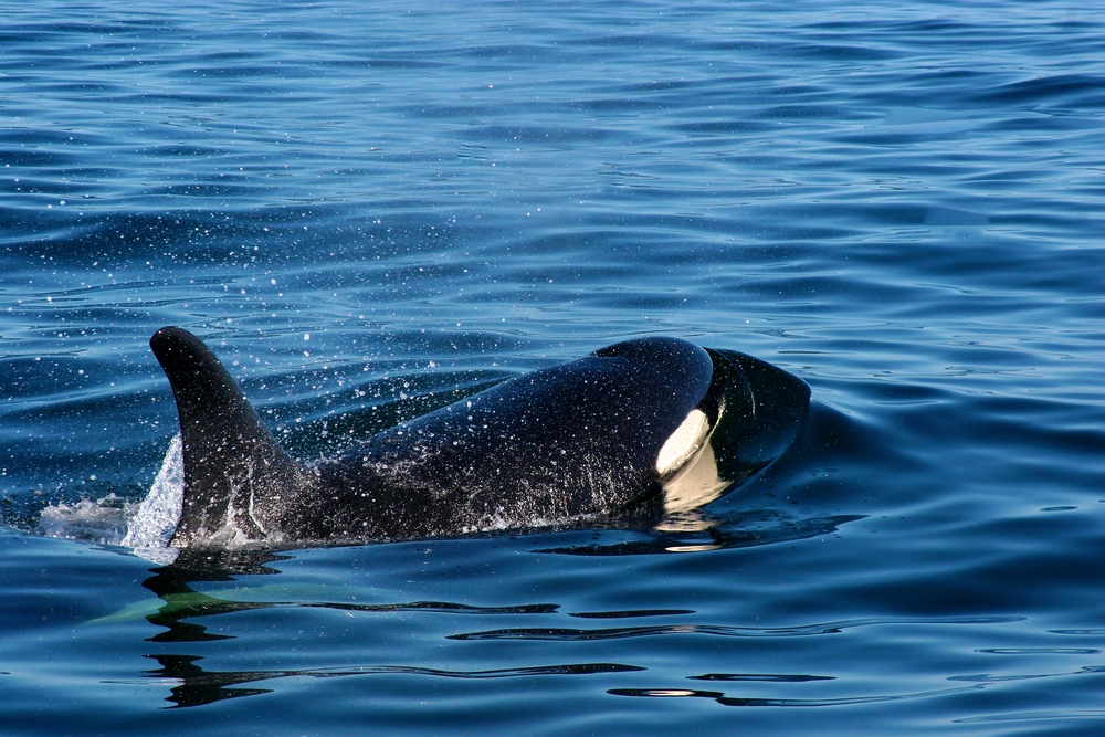 Close-up of an orca breaching the ocean off of Vancouver Island, British Columbia.