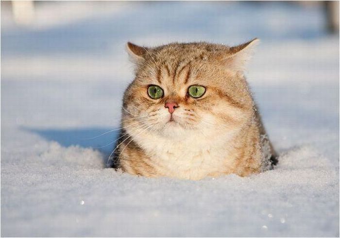 Cats react to snow