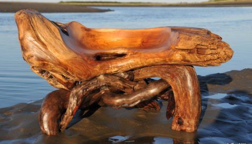 Cedar root stool