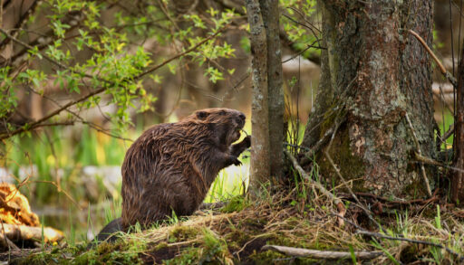 Close-up of a beaver standing next to a tree in the forest.