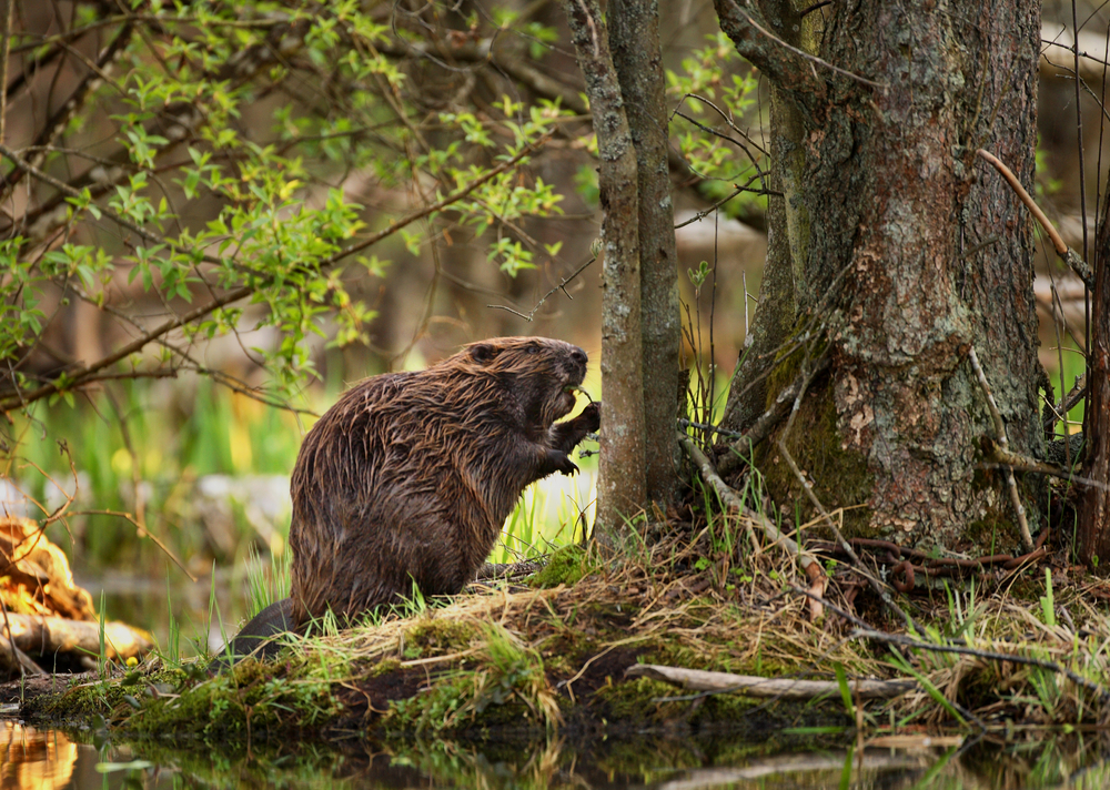 Close-up of a beaver standing next to a tree in the forest.