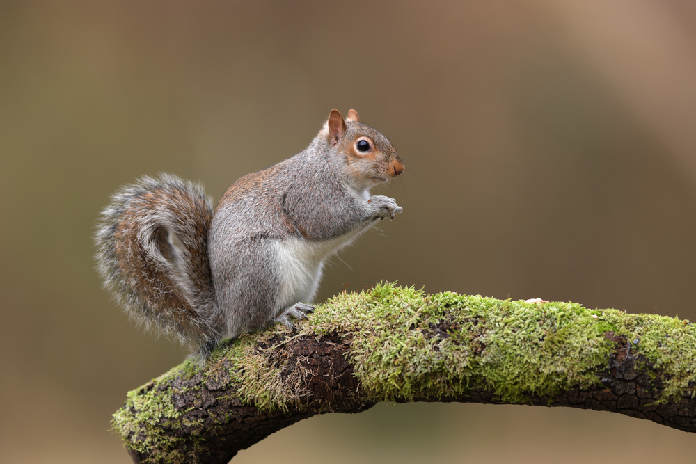 Close-up of an Eastern grey squirrel sitting on a tree branch.