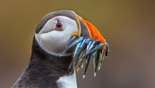Close-up of a puffin with its beak full of fish.